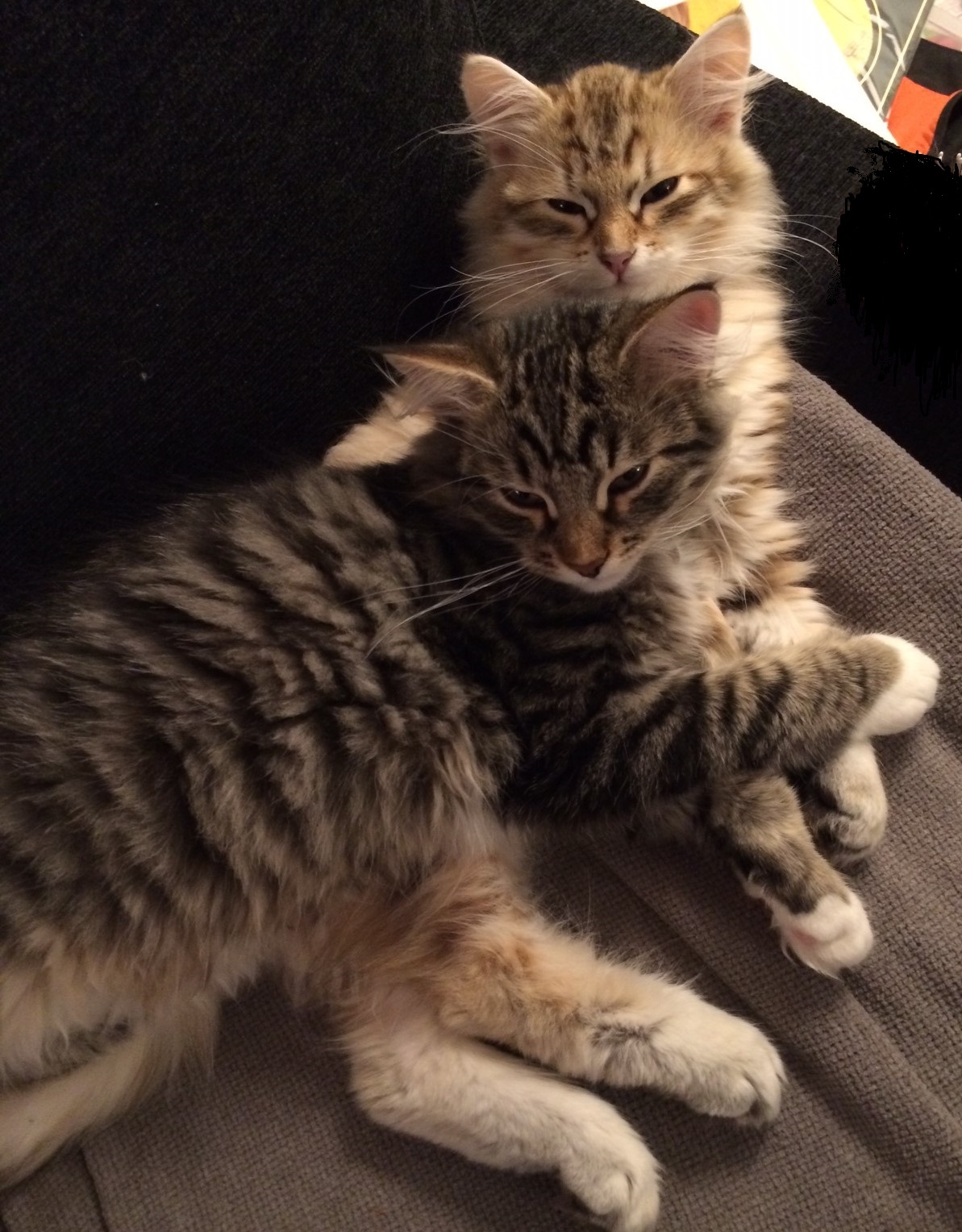 Well Dressings Bakewell